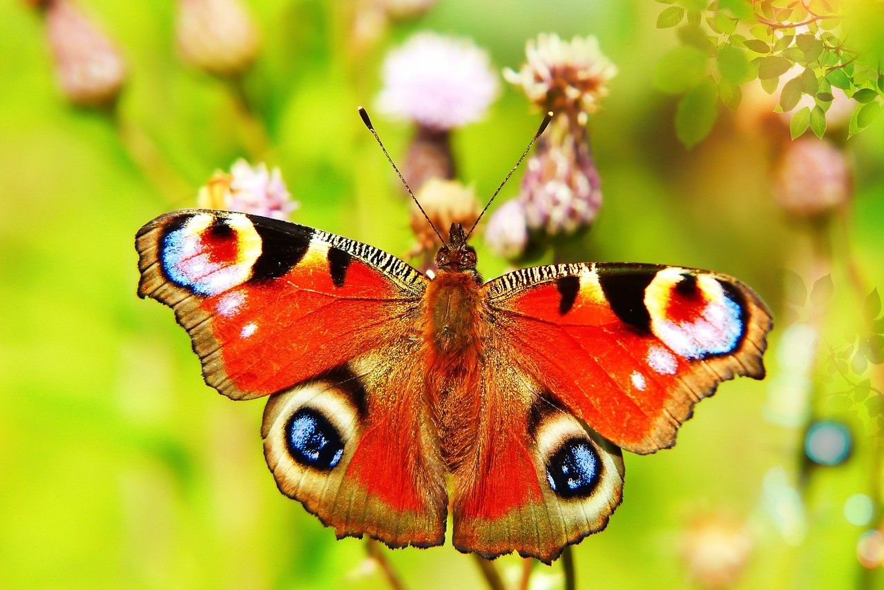 Motýlí dům 19. listopadu