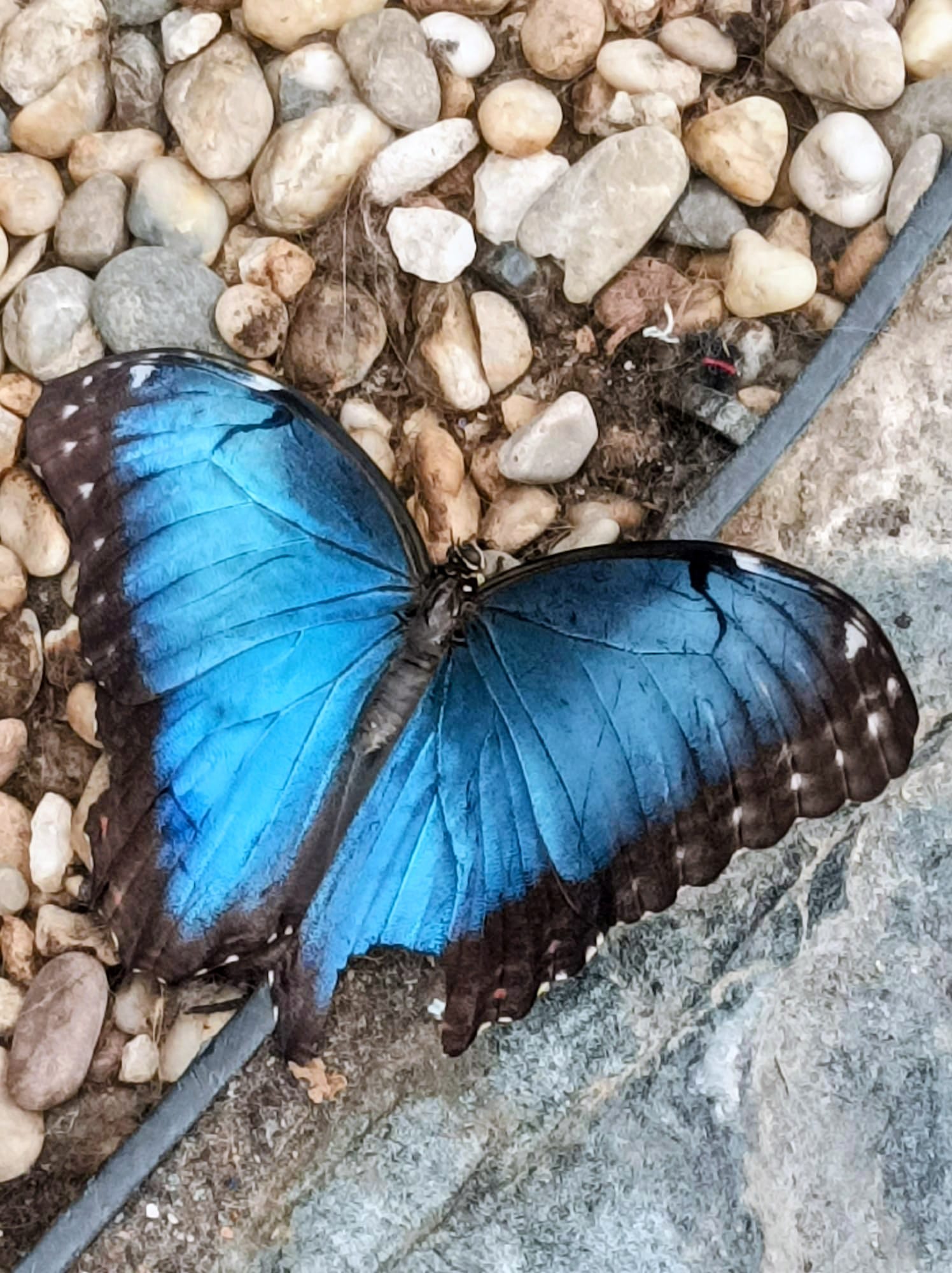 Papilonia – Motýlí dům Praha