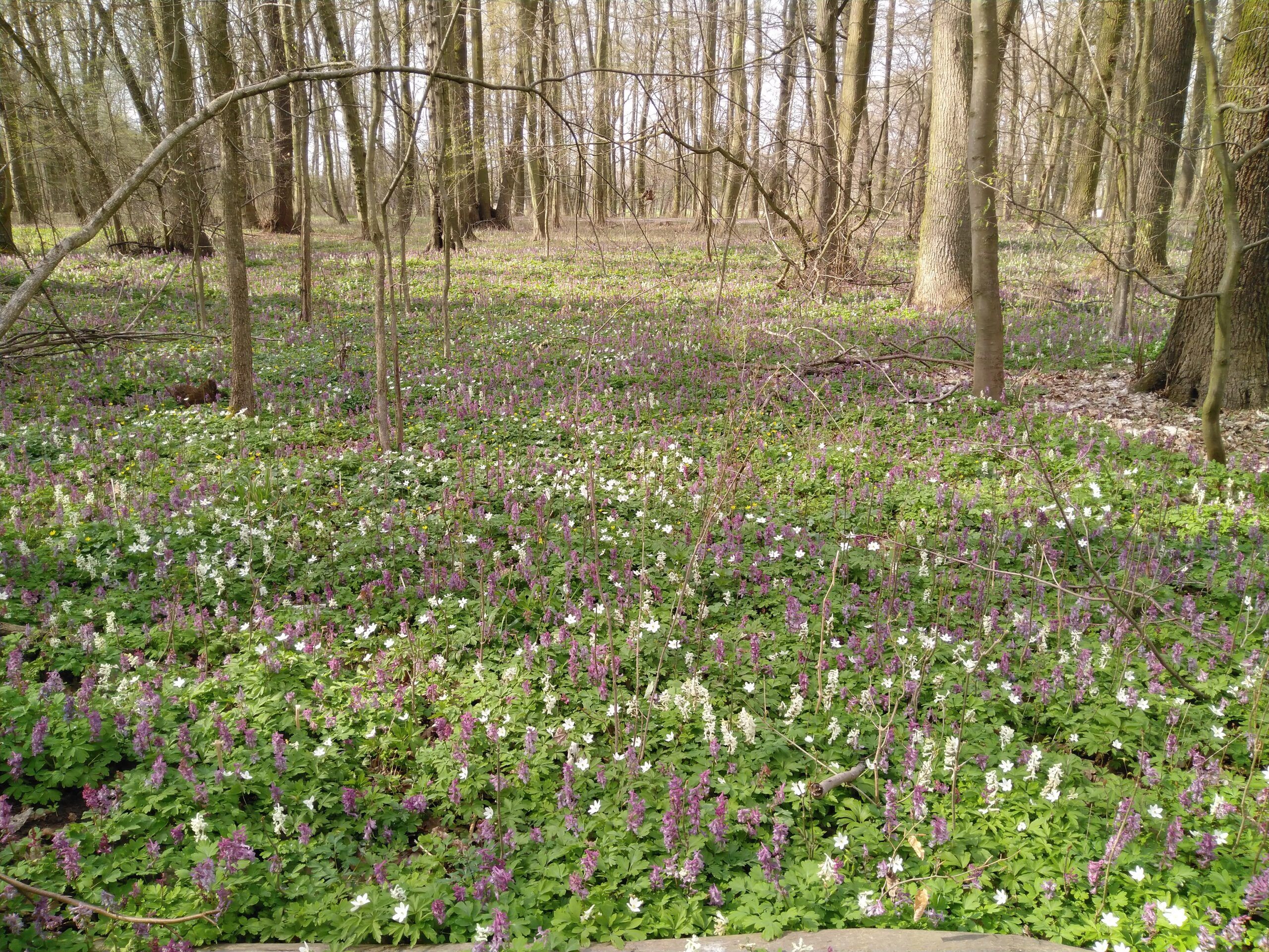 Lužním lesem kolem Labe 24.5.